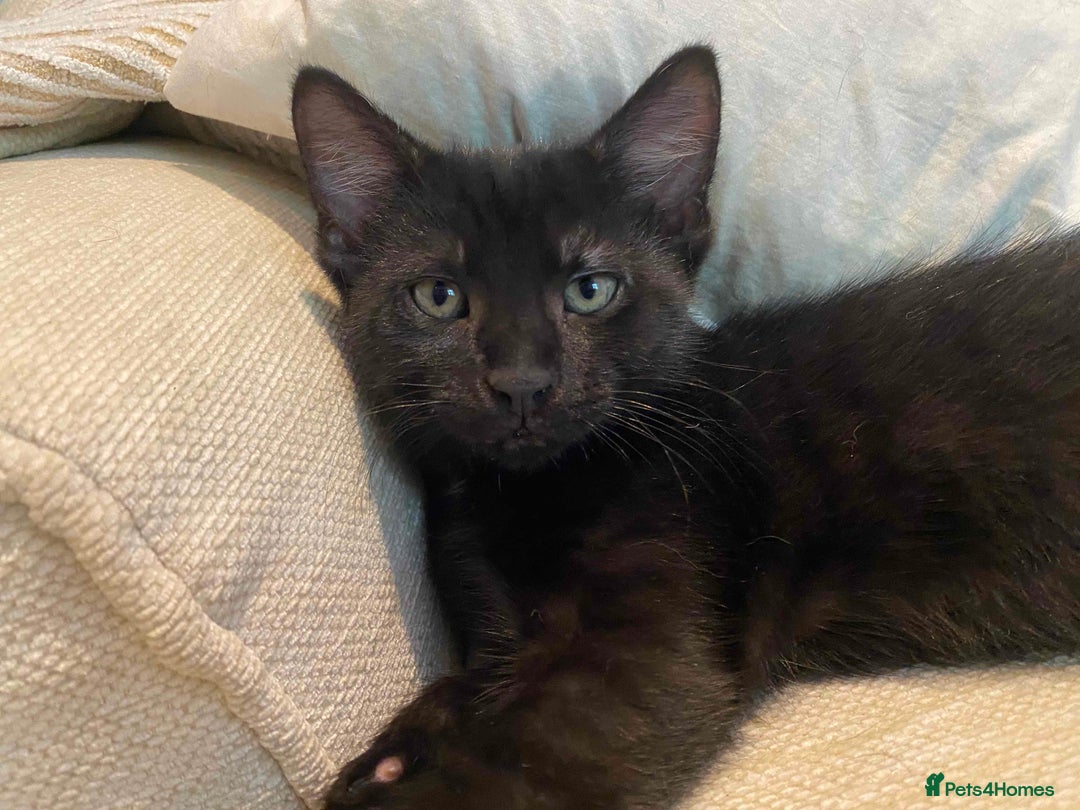 Domestic Shorthair cats for sale: 3 gorgeous kittens ready for their new home - Image 12