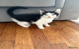 Domestic Shorthair cats for sale: Kittens looking for their forever home - Image 6