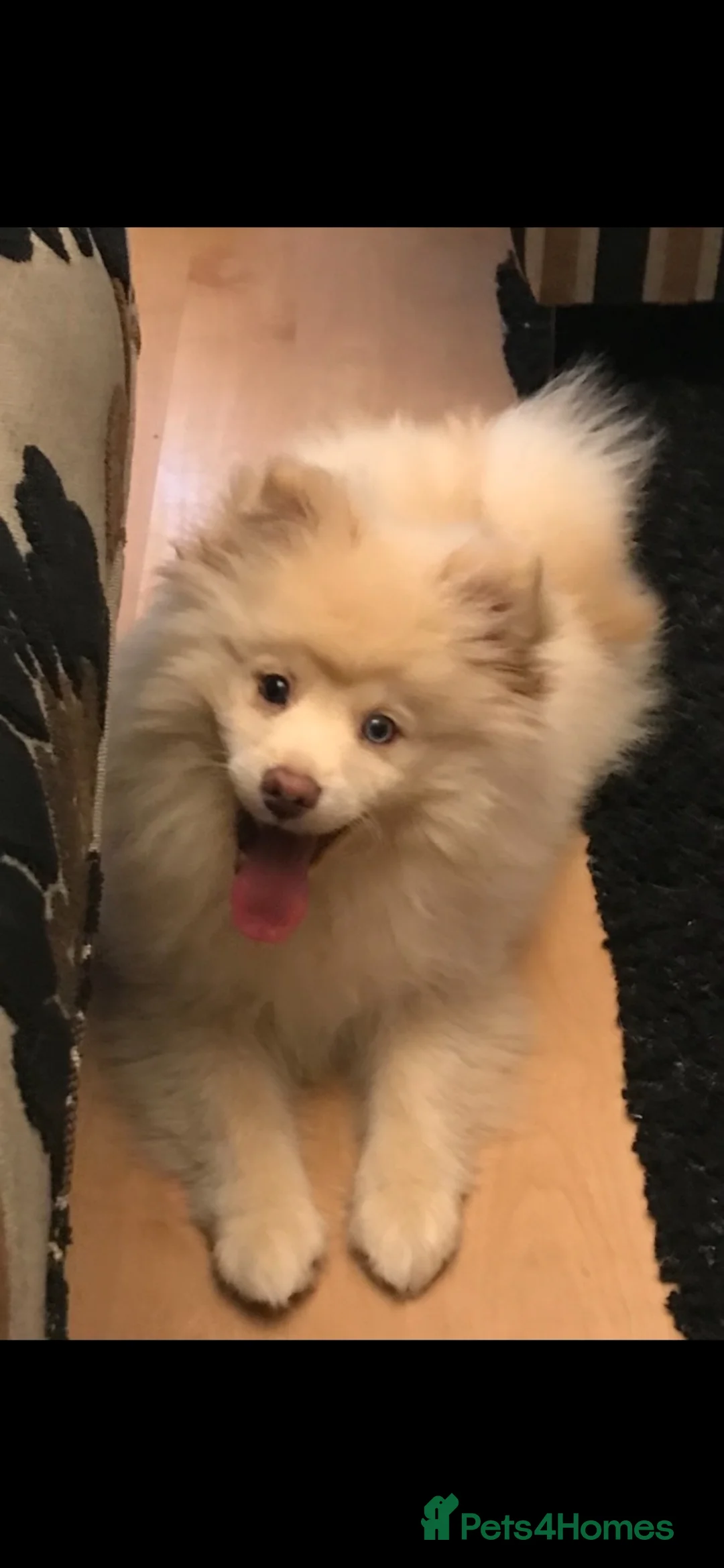 Pomsky dogs for sale: 20 month old Pomsky - Advert 2