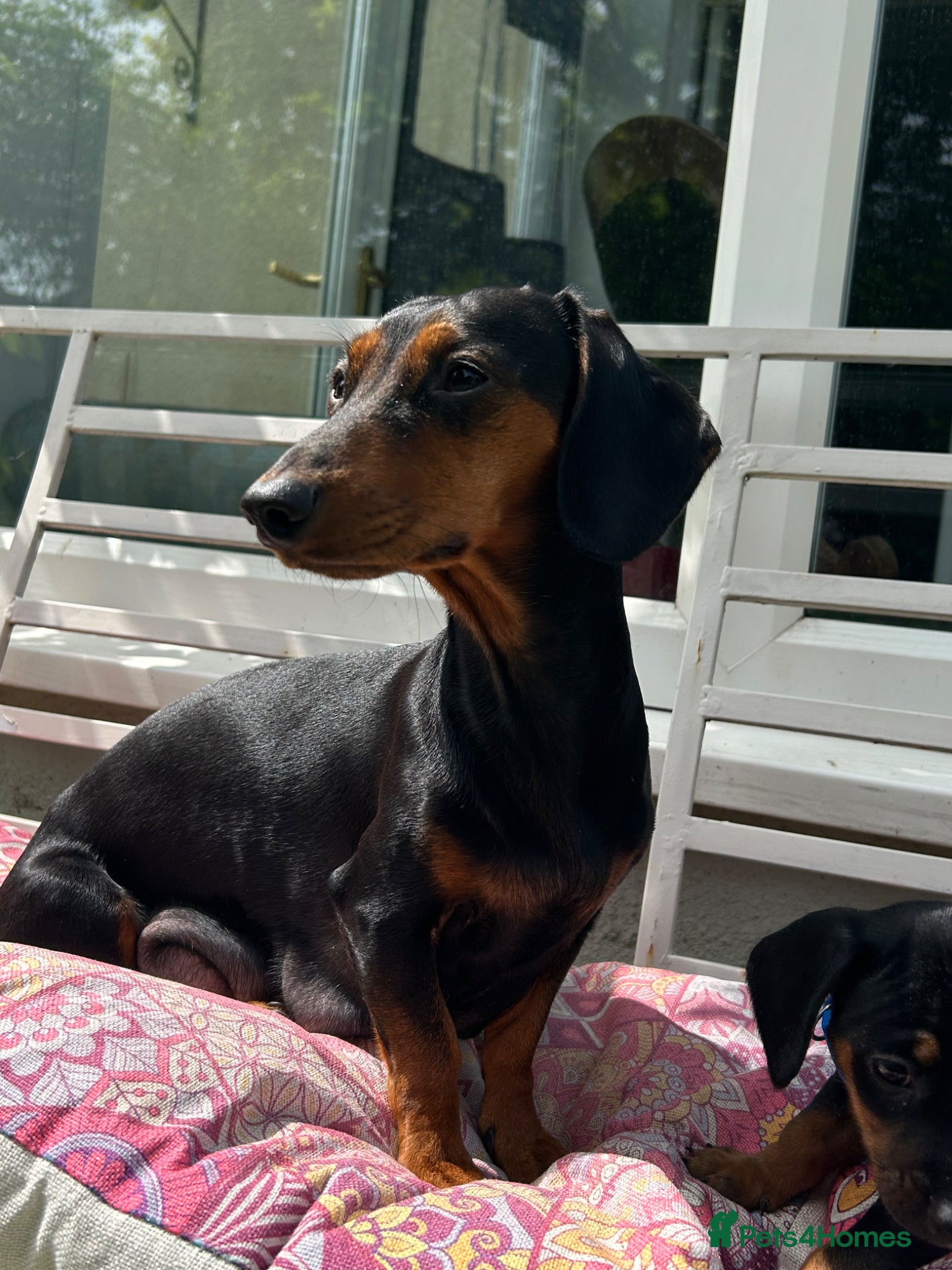 Dachshund dogs Adorable litter of dachshund cross Jack Russel  - Advert 1