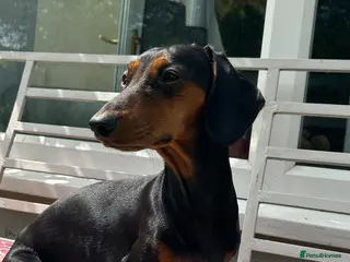 Dachshund dogs Adorable litter of dachshund cross Jack Russel - Advert 4