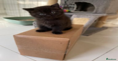 British Shorthair cats - Advert 12