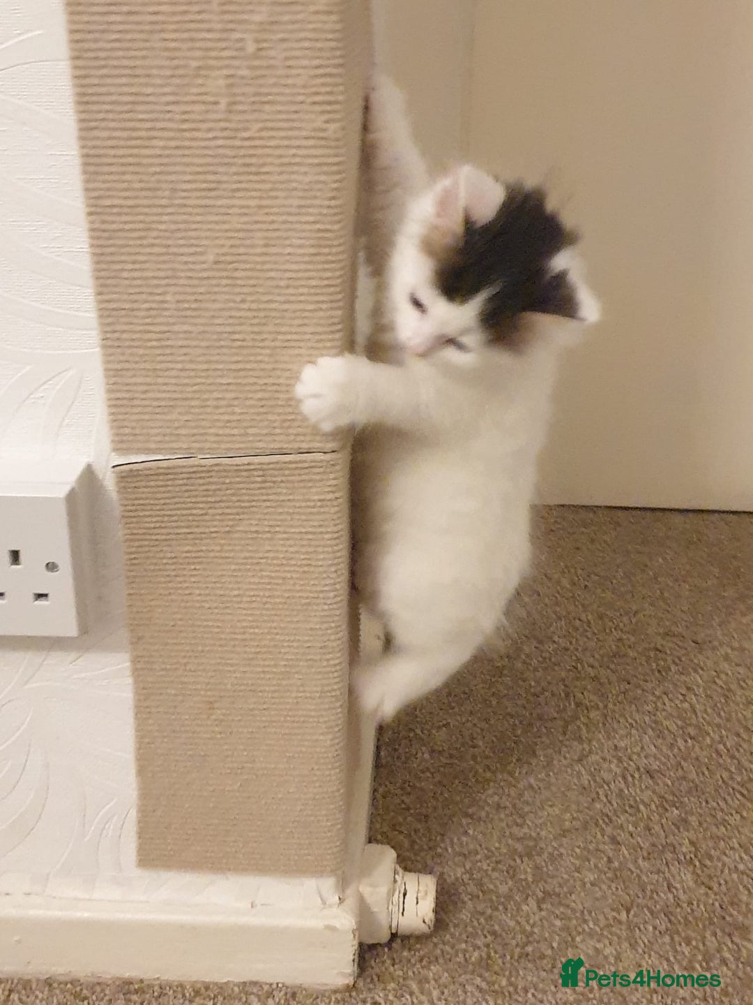 Mixed Breed cats for sale: Cute little boy  - Advert 12