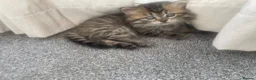 Mixed Breed cats for sale: Adorable Persian-X kittens for sale  - Advert 6