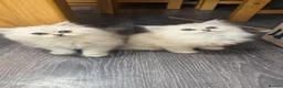 Persian cats for sale: Persian chinchilla kittens  - Advert 3