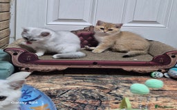 British Shorthair cats for sale: British shorthair  - Image 9