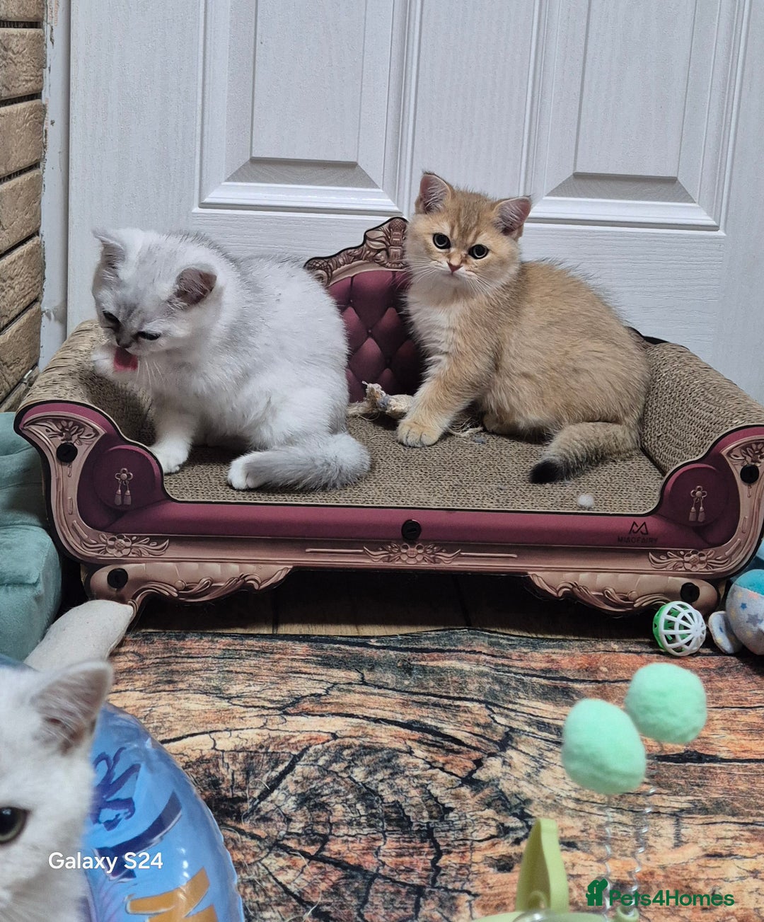 British Shorthair cats for sale: British shorthair  - Image 9