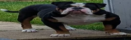 Olde English Bulldogge dogs for sale: Old English bulldog  in Barry - Advert 18