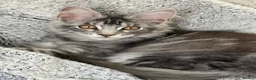 Maine Coon cats for sale: ACTIVE GCCF MAINE COON KITTENS 🐾❤️ - Advert 9