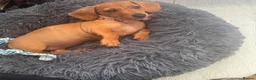 Miniature Dachshund dogs for sale: Beautiful 😍 Solid Red Female Miniature Dachshund  - Advert 5