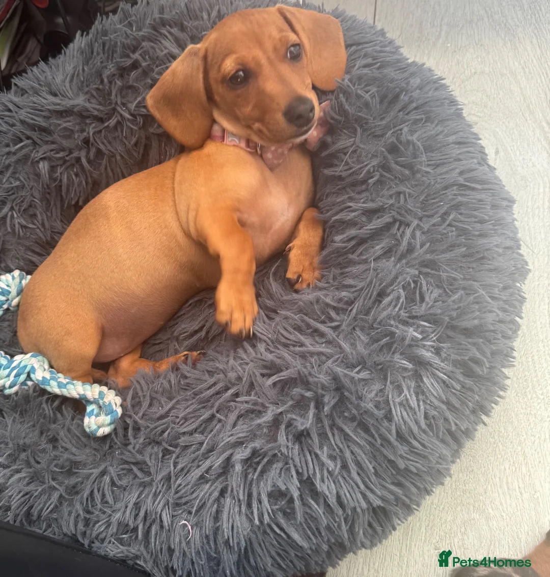 Miniature Dachshund dogs for sale: Beautiful 😍 Solid Red Female Miniature Dachshund  - Advert 5