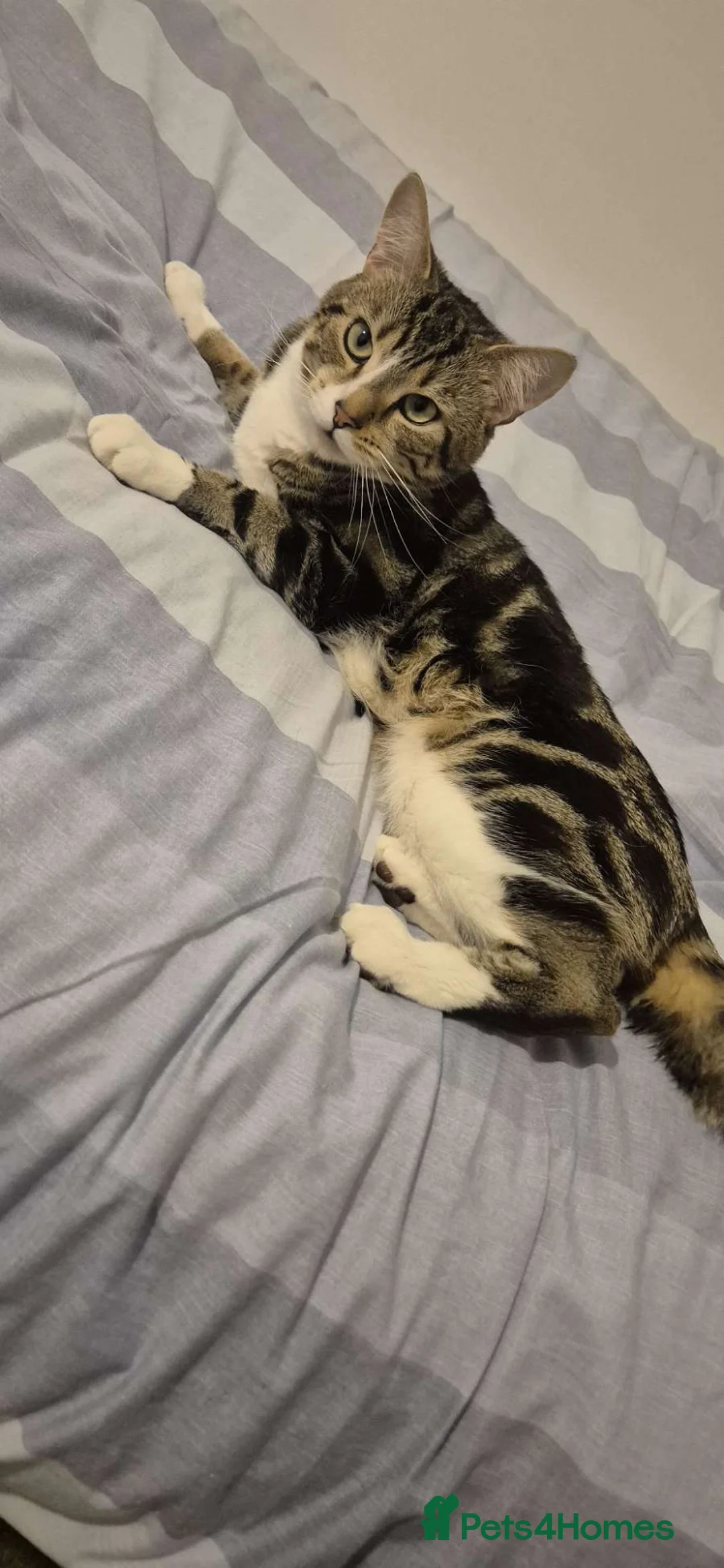 Mixed Breed cats for sale: "Free" mixbreed M cat  in Brighouse - Advert 2