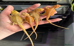 Mixed Breed reptiles for sale: Royal Pythons, Boa Constrictor & Beardie Babies - Image 5