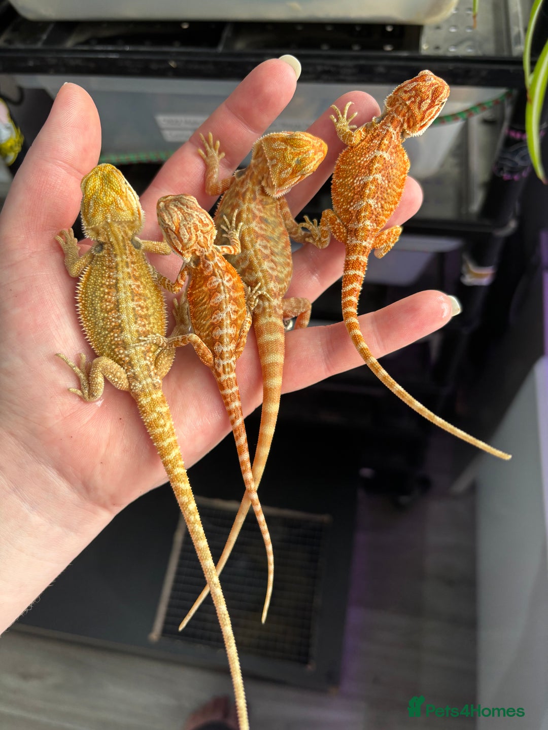 Mixed Breed reptiles for sale: Royal Pythons, Boa Constrictor & Beardie Babies - Image 5