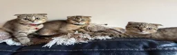British Shorthair cats for sale: Gorgeous kittens  - Advert 9