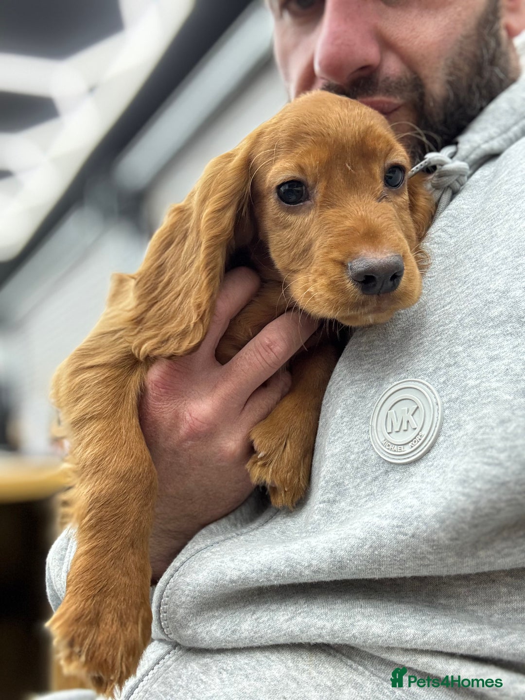 Cocker Spaniel dogs for sale: Working cocker spaniel - champion bloodlines  - Image 10