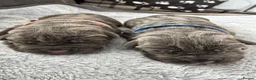 Neapolitan Mastiff dogs for sale: Neapolitan mastiff puppies 1 girl grey/1 boy grey  - Advert 13