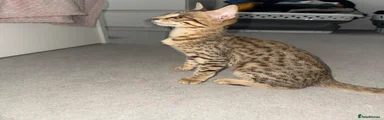 Savannah Kitten 1