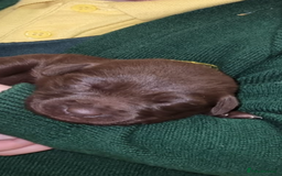 Borador dogs for sale: Beautiful Lab Collie Cross - Image 9