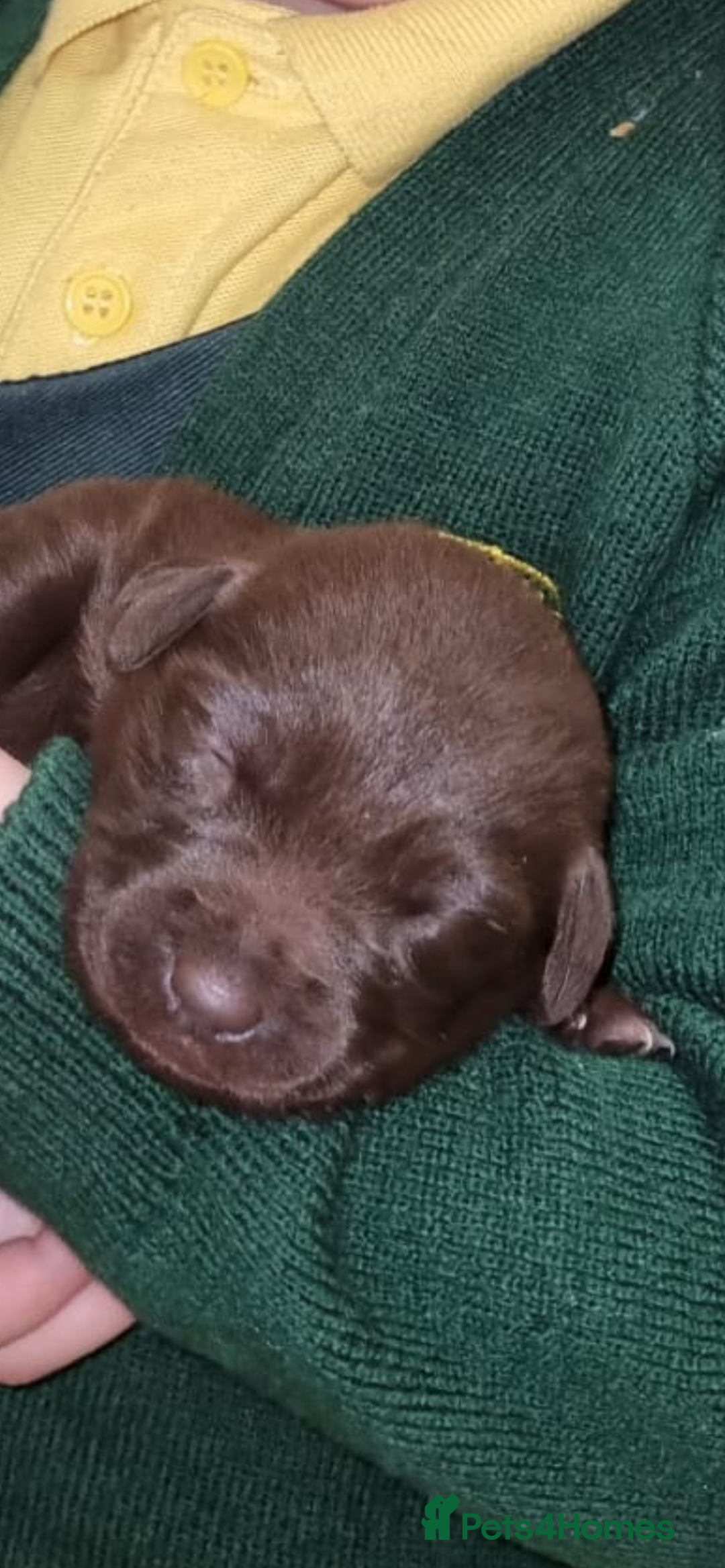 Borador dogs for sale: Beautiful Lab Collie Cross - Image 9