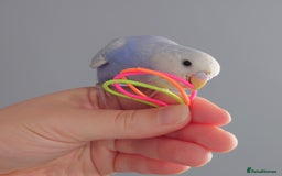 Budgerigars birds for sale: Hand reared silly tame baby budgies  - Image 13