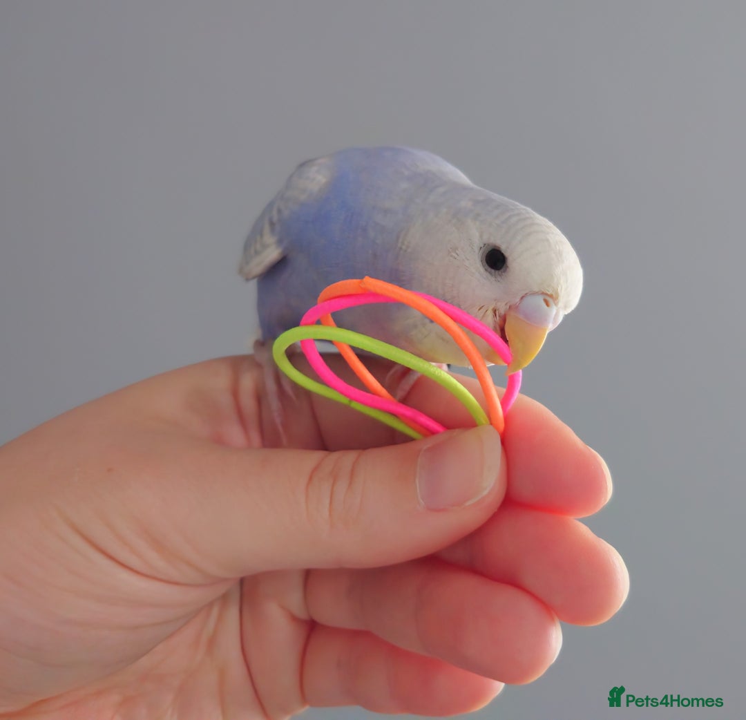 Budgerigars birds for sale: Hand reared silly tame baby budgies  - Image 13
