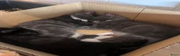 Mixed Breed cats for sale:     Beautiful Kittens Ready To Leave  - Advert 7