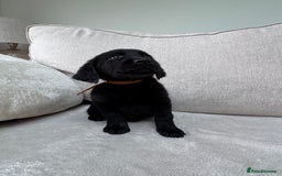 Mixed Breed dogs for sale: 🐾 🧸 *Ready Saturday* Beautiful Doodles 💕🐾 - Image 26