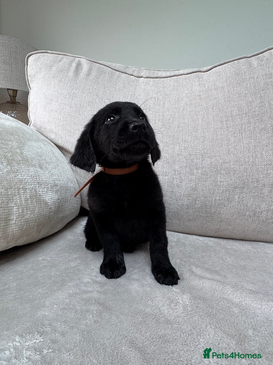 Mixed Breed dogs for sale: 🐾 🧸 *Ready Saturday* Beautiful Doodles 💕🐾 - Image 26