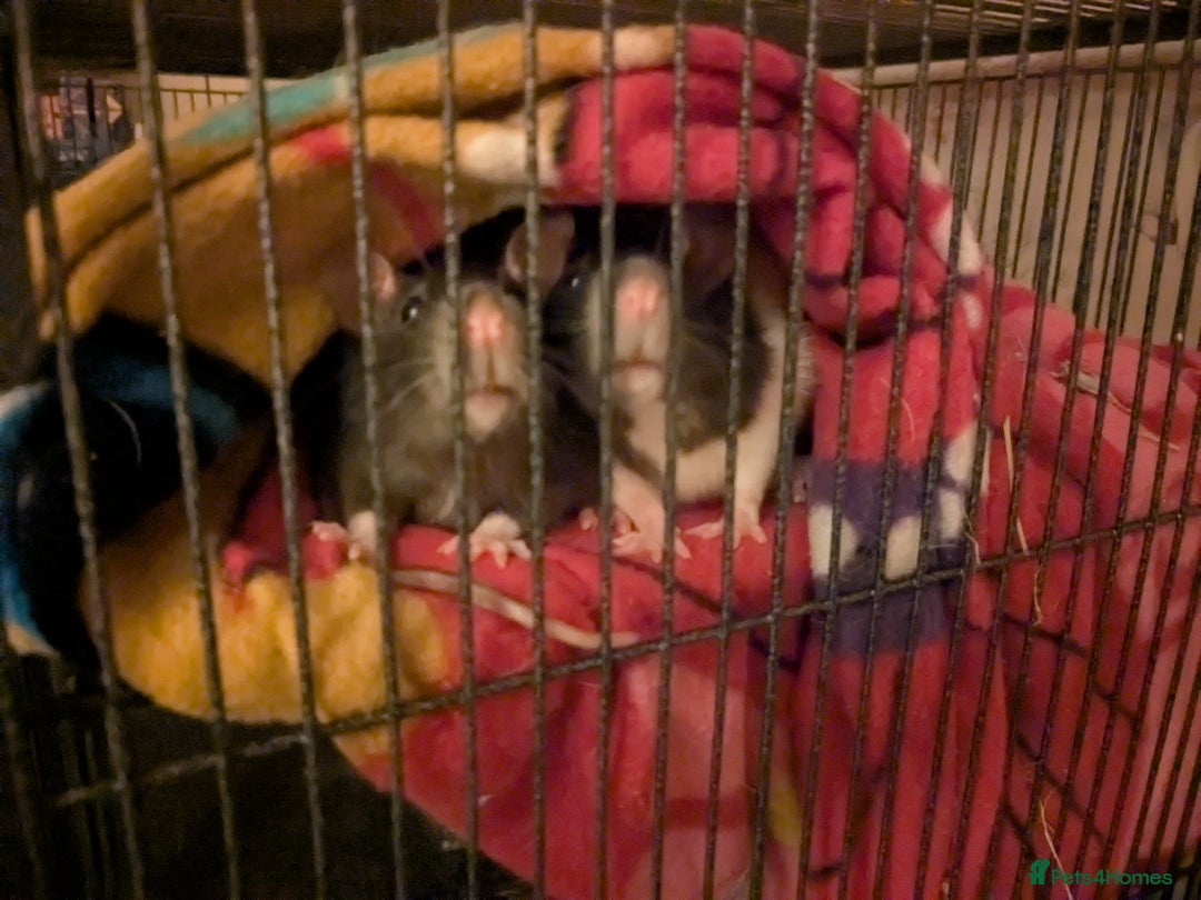 Rat rodents for sale: Three female rats six months old  - Advert 2