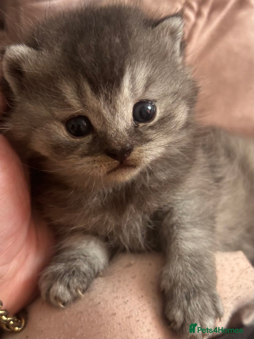 British Shorthair cats for sale: GCCF British Shorthair kittens - Image 4