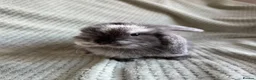 Mini Lop rabbits for sale: Mini lop babies  - Advert 7