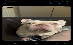 French Bulldog dogs for sale: Sad sale  - Image 1