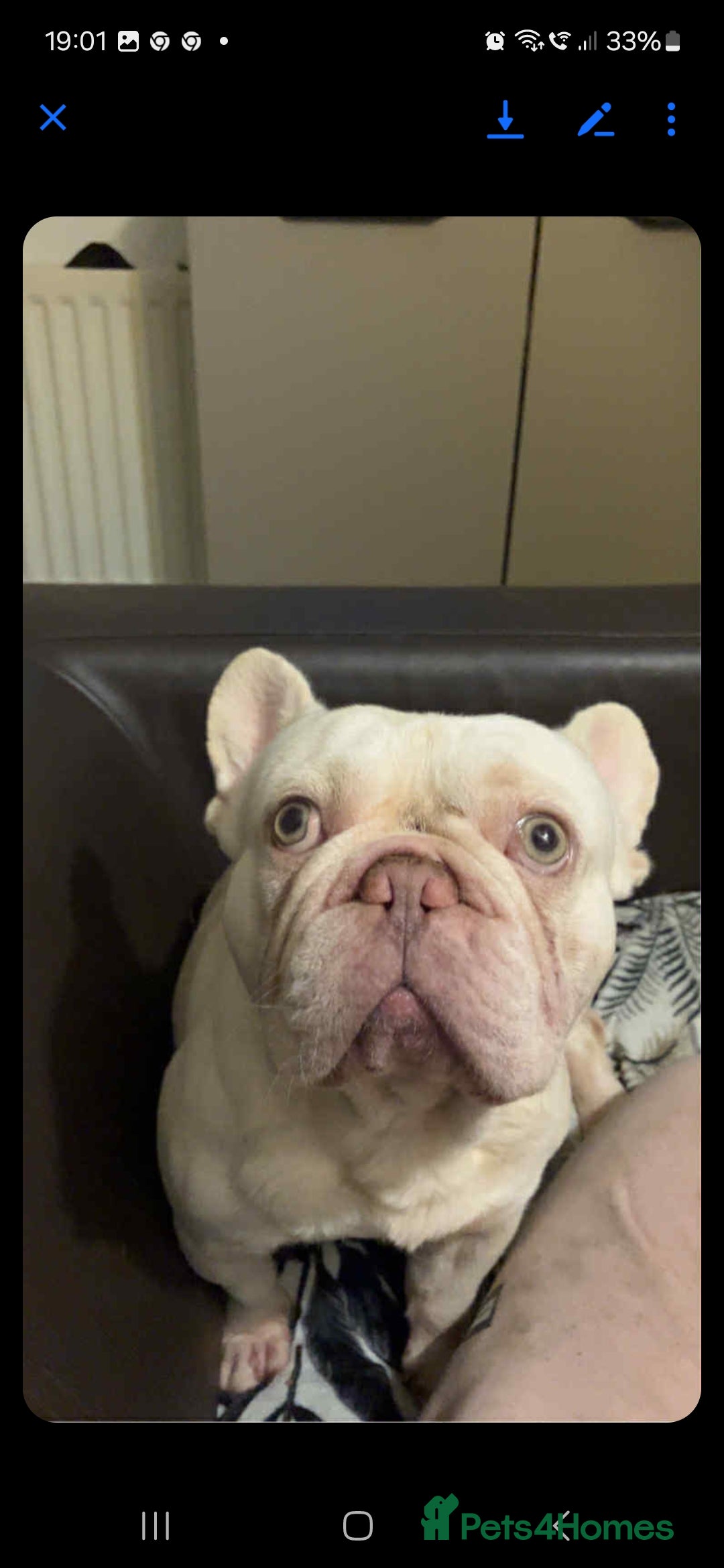 French Bulldog dogs for sale: Sad sale  - Image 1
