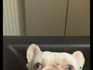 French Bulldog dogs Sad sale - Advert 21