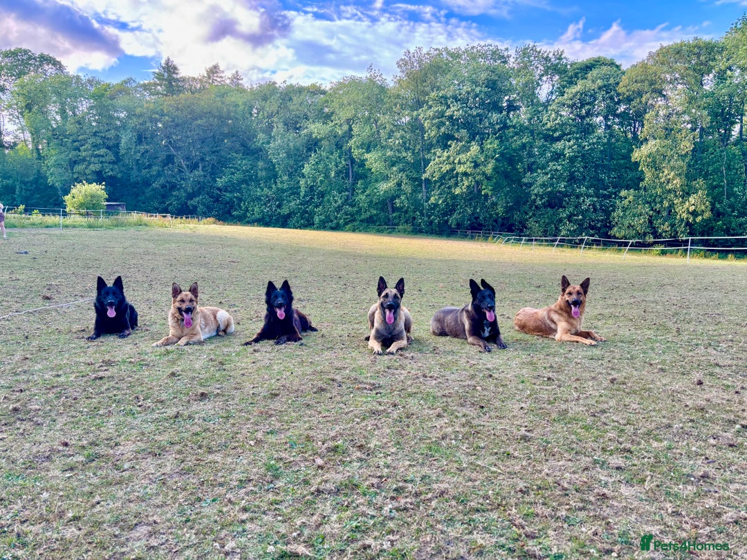 Belgian Shepherd Dog dogs for sale: A real good boy - Image 17