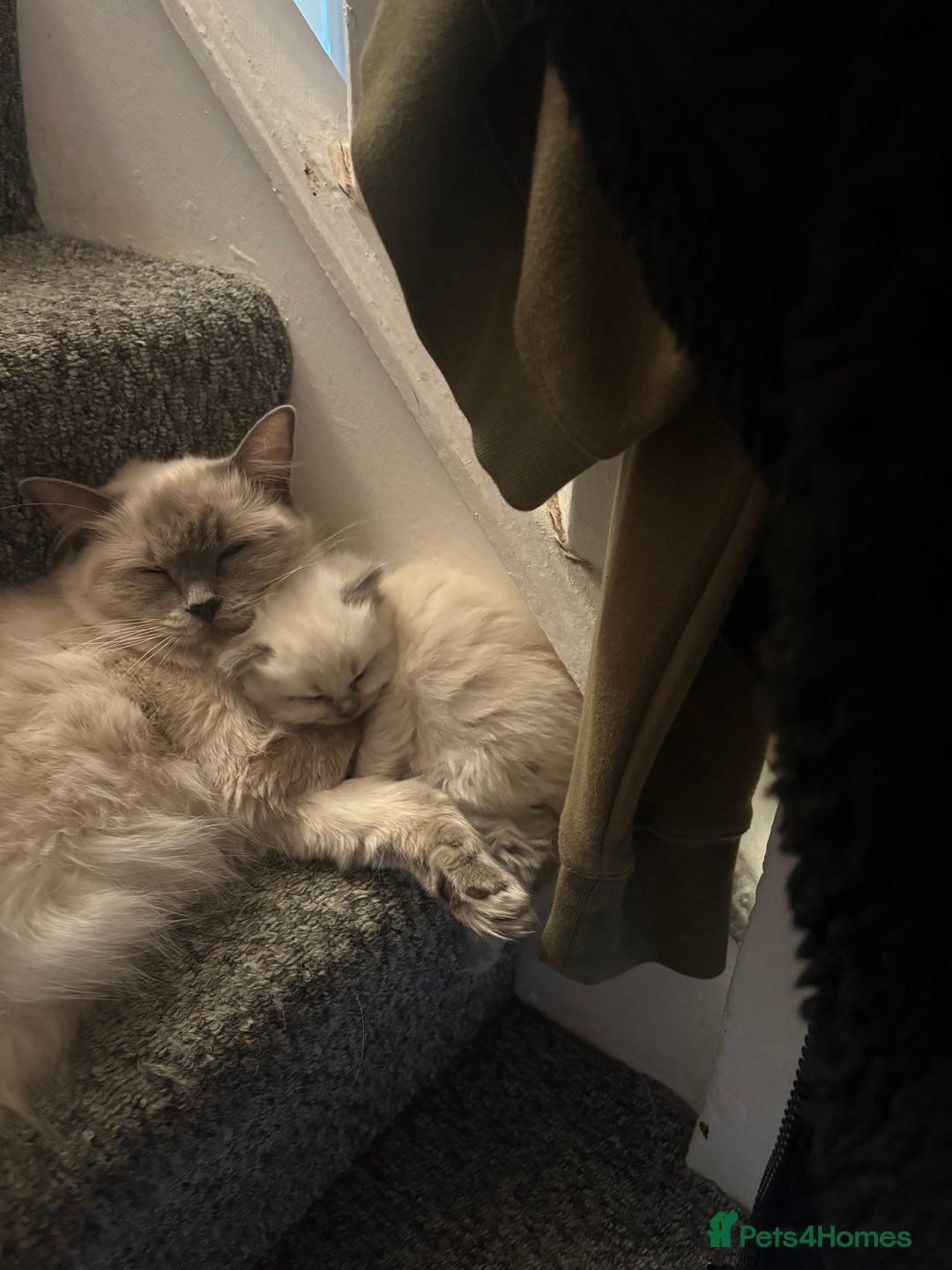 Ragdoll cats for sale: Ragdoll kittens for sale  - Advert 13