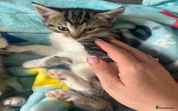 Domestic Shorthair cats for sale: Kittens for sale  - Image 4