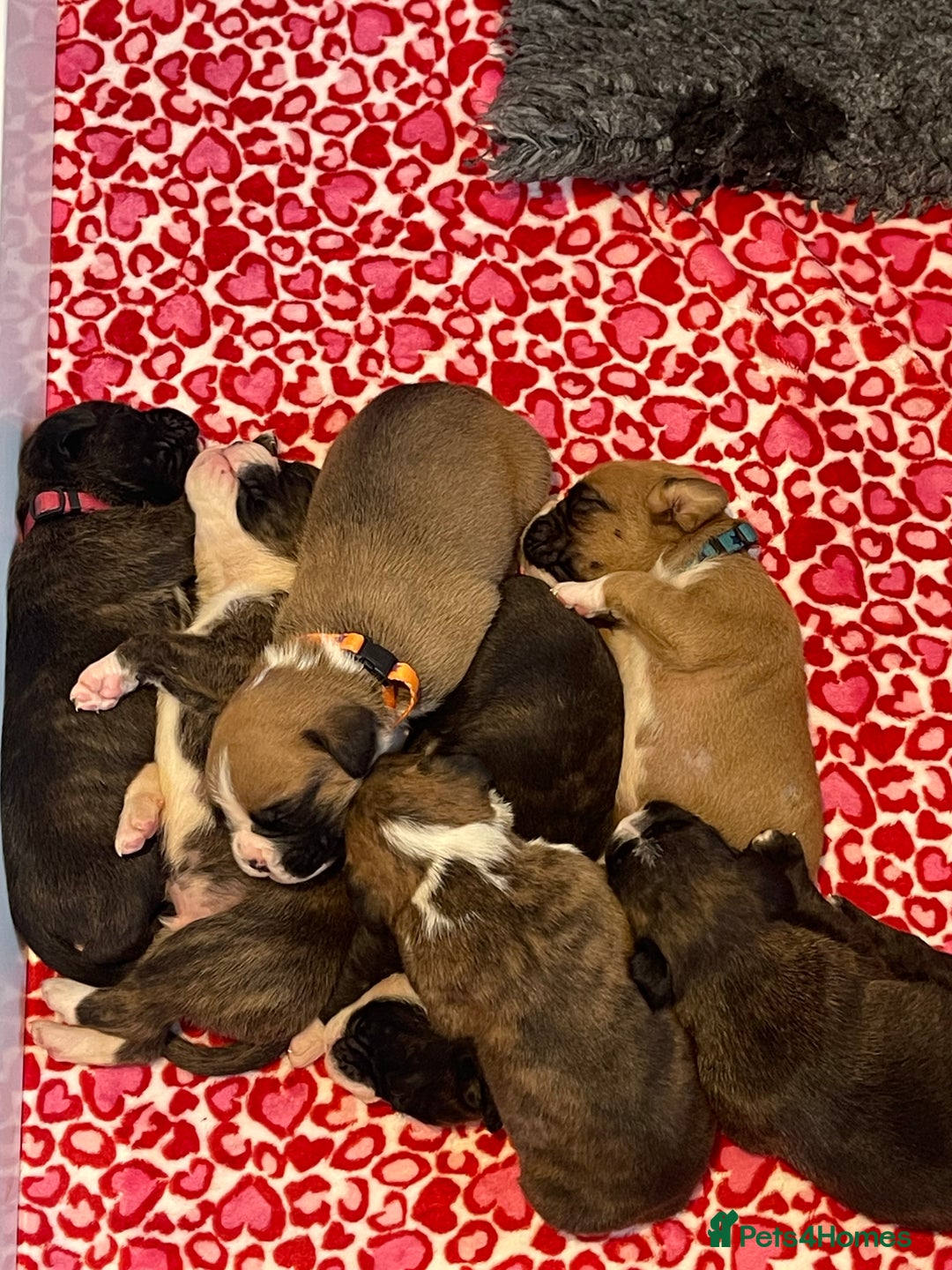 Boxer dogs for sale: Beautiful boxer puppies available  - Image 24