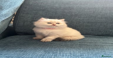 British Longhair cats - Advert 10