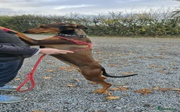 Mixed Breed dogs for adoption: BEAUTIFUL BONNIE  - Image 6