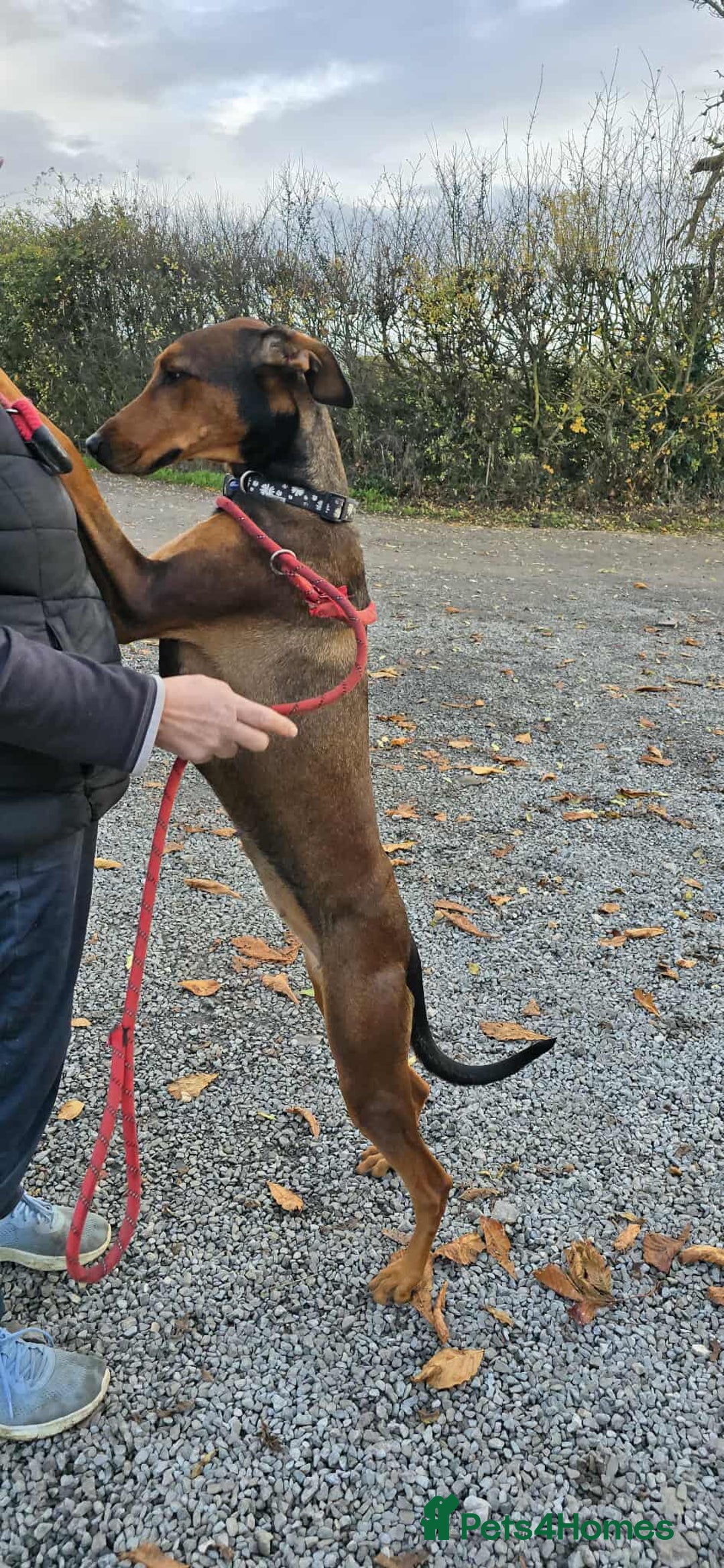 Mixed Breed dogs for adoption: BEAUTIFUL BONNIE  - Image 6