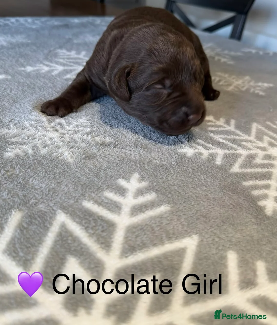 Labrador Retriever dogs for sale: Stunning Chocolate and Black Labrador pups - Advert 4