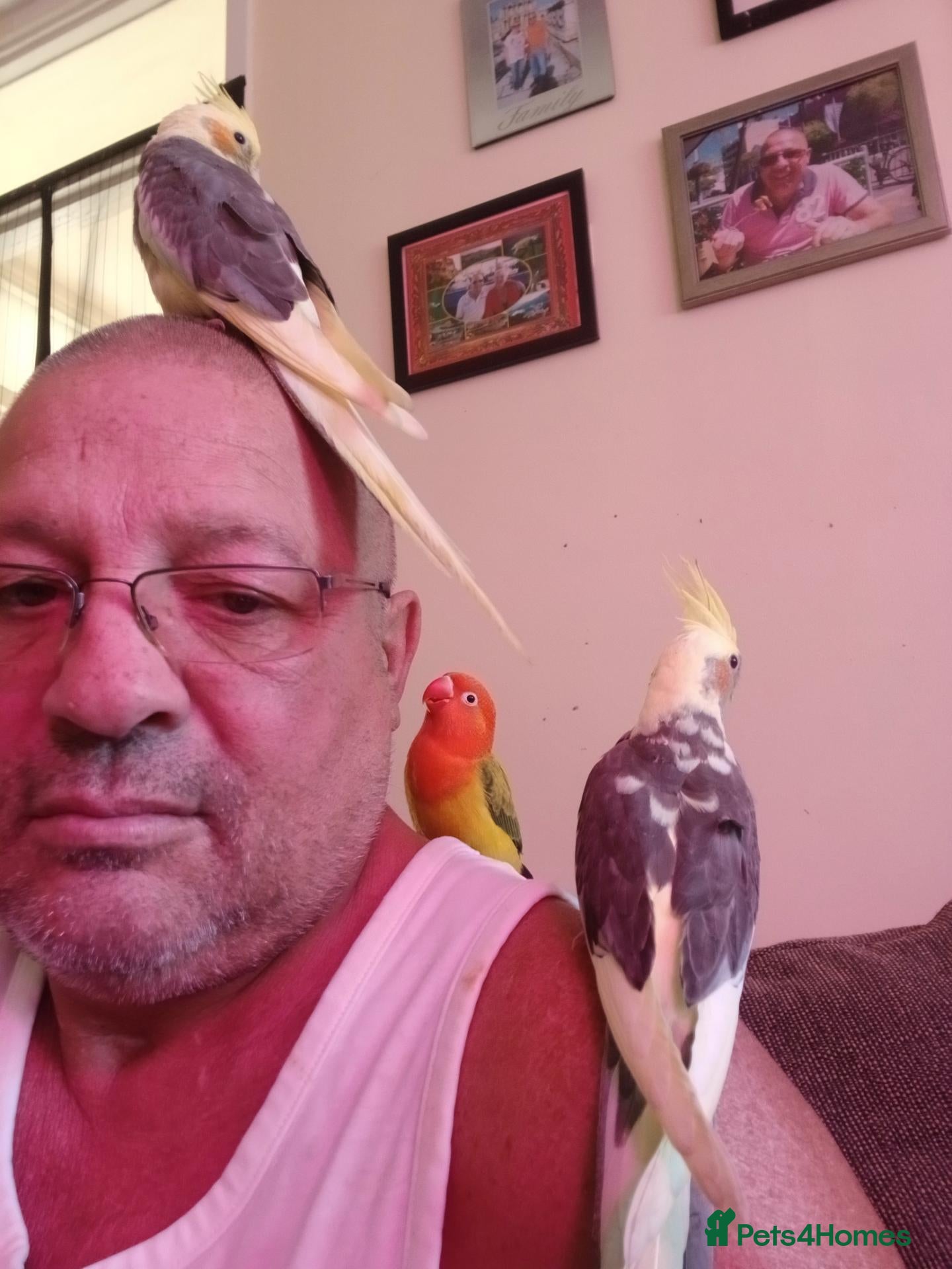 Cockatiels birds Bobby  - Advert 2