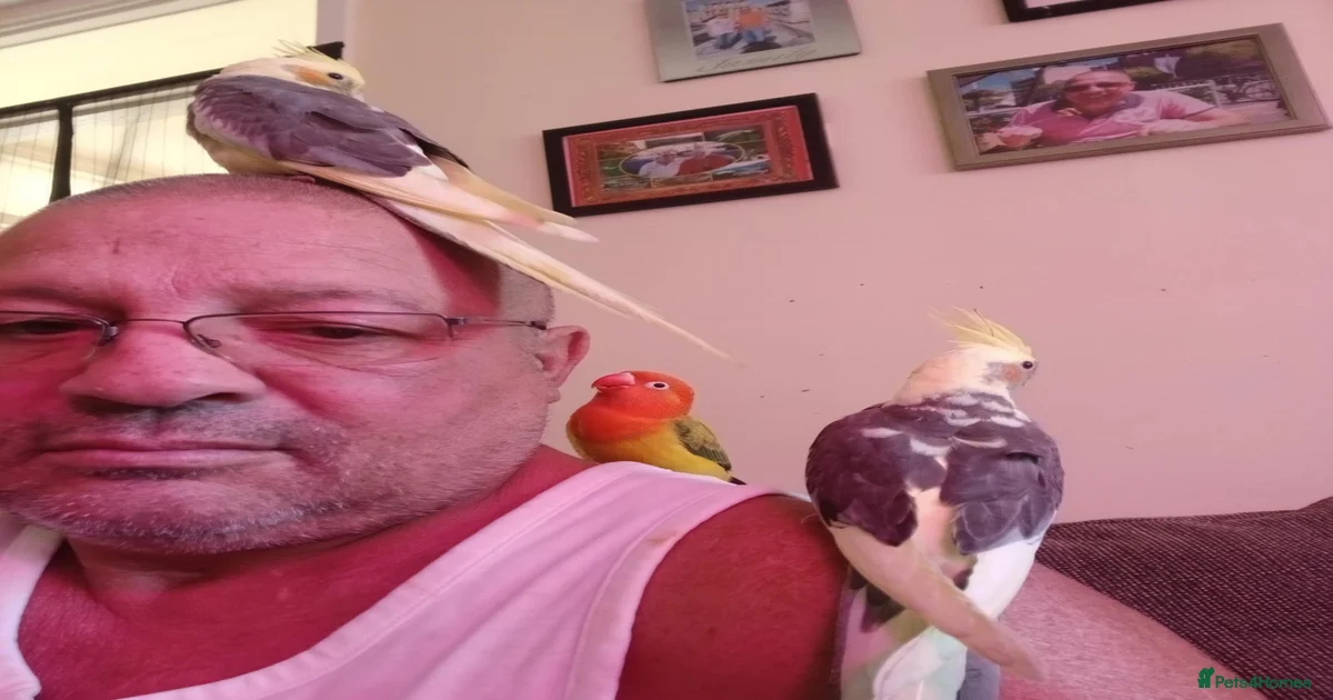 Birds for sale in Stalybridge, Greater Manchester | Pets4Homes
