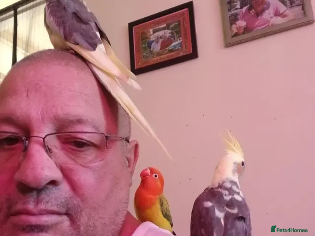 Cockatiels birds Bobby - Advert 2