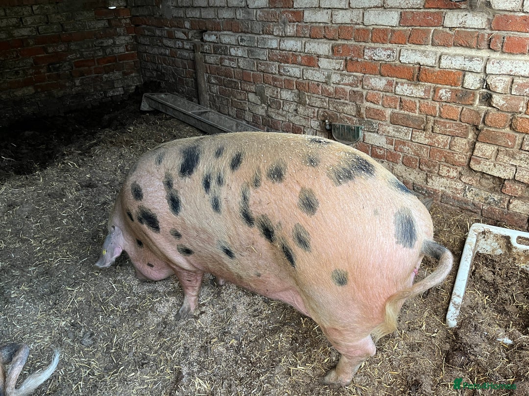 Pig livestock for sale: Gloucestershire Old Spot Gilts - Image 2