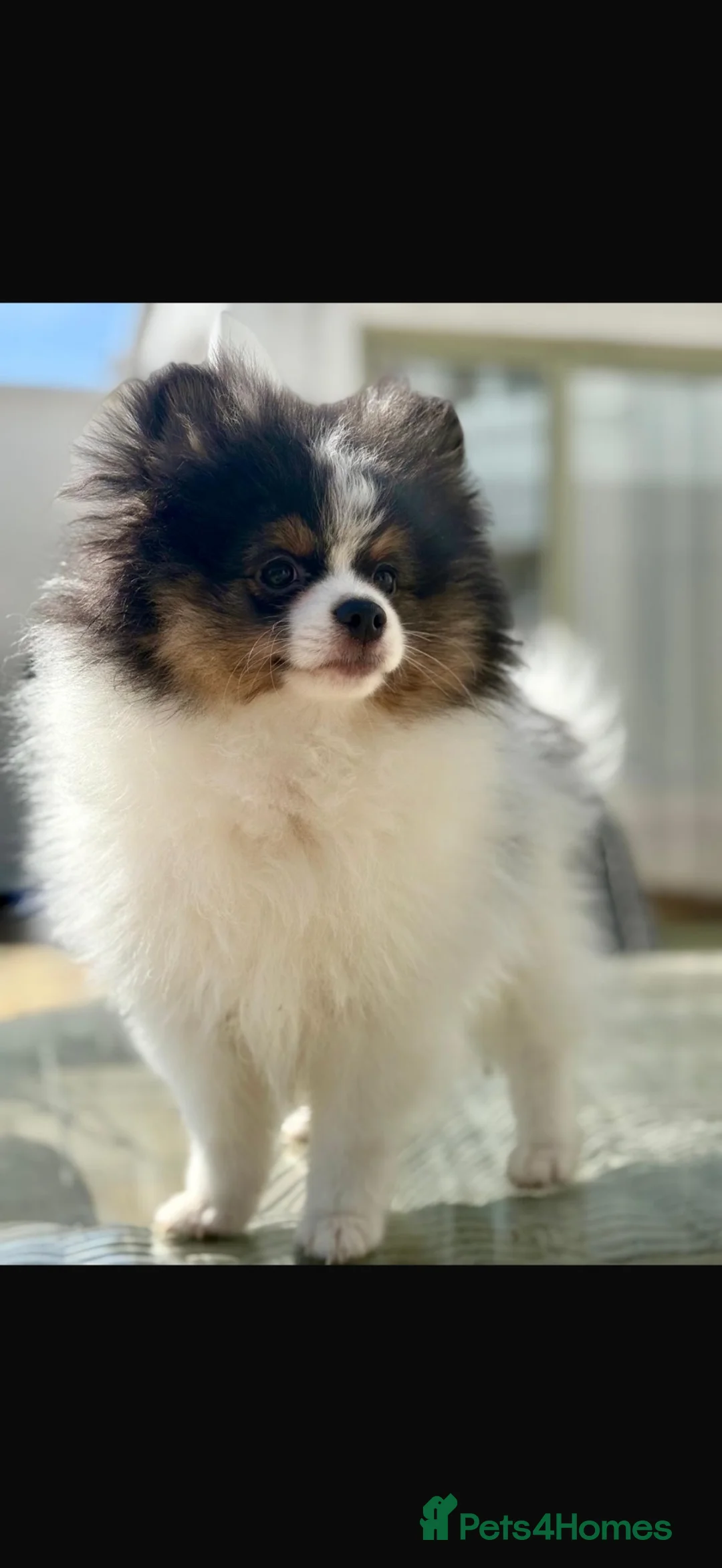 Pomeranian dogs for sale: 3 Perfect Poms  - Advert 2