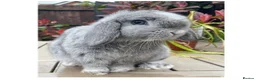 Mini Lop rabbits for sale: Beautiful mini lop bunnies for sale - Advert 4