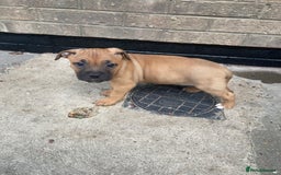 Mixed Breed dogs for sale: Mum and puppy for sale - Image 4